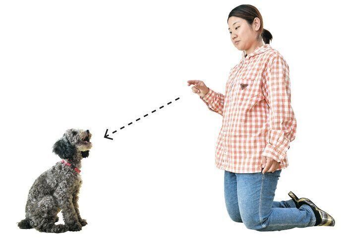 角度をつけてフードを投げる