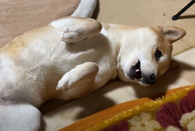 柴犬　ハナちゃん