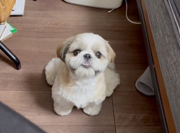 飼い主さんのことを見つめるあいすちゃん