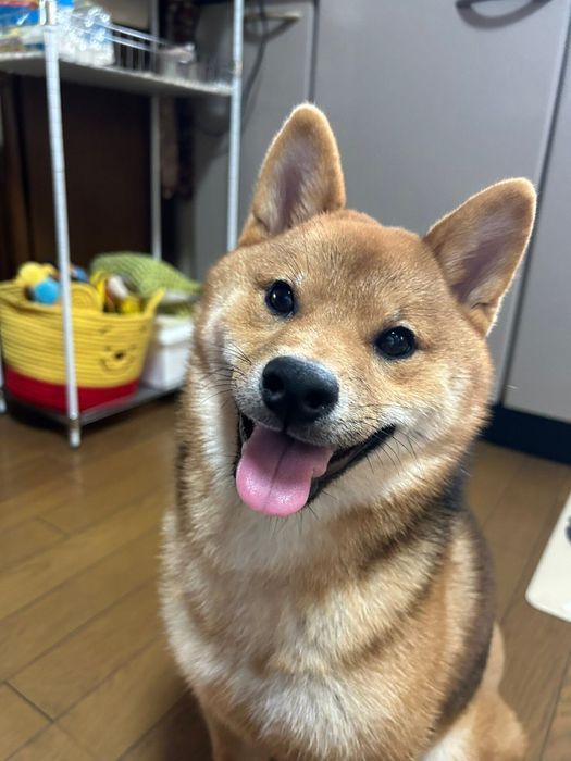 生後7カ月のむぎちゃん