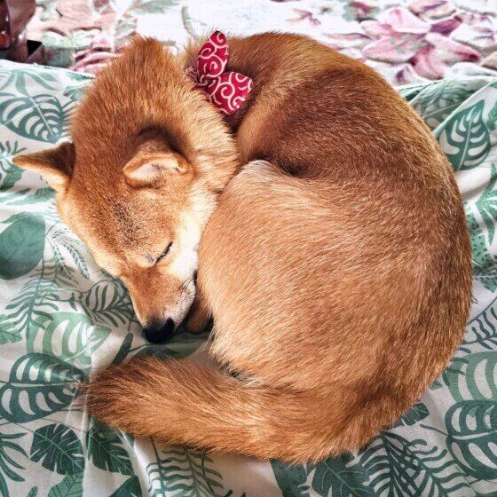 福  柴 丸くなって寝んね