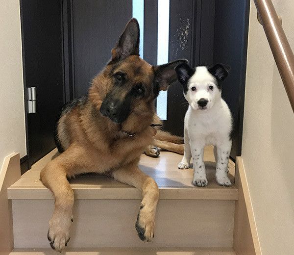 シェパードと犬