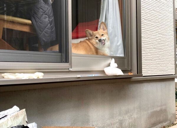 すごい顔で見てくるベルちゃん