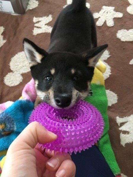 引っ張りっこ遊びをする柴犬の力丸くん♪