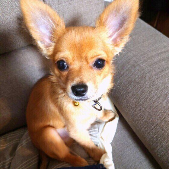 調査】家にお客さんなどが来たとき「落ち着きのない犬」は約9割 飼い主ができる愛犬のケアとは｜いぬのきもちWEB MAGAZINE