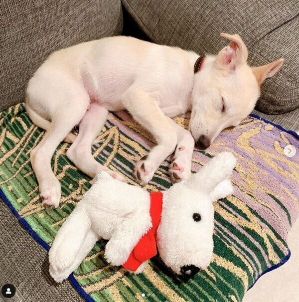 眠るレオンくん