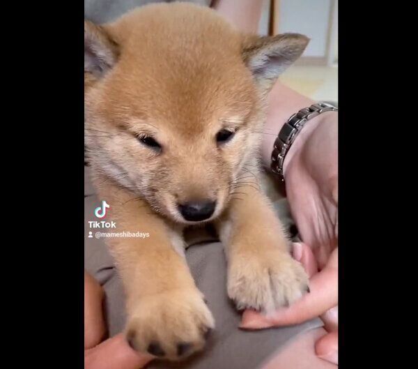 けんたくんに出会ったときの様子