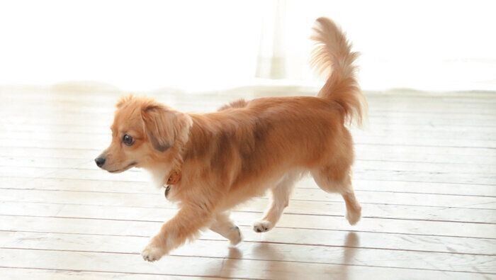 横からの動画も