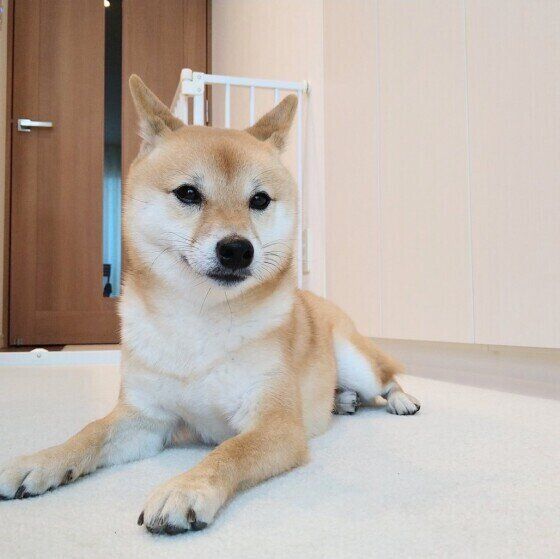 お利口に待つ柴犬