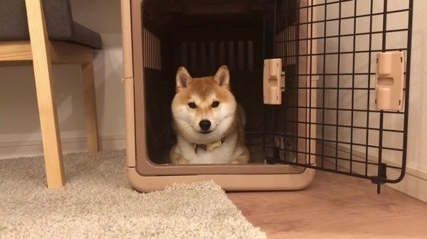 おかわりアピールをする柴犬