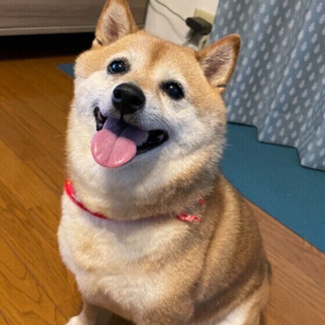 よかれと思った行動が犬のストレスに 散歩に関する飼い主さんのng行動5選 いぬのきもちweb Magazine よかれと思った行動が犬のストレスに 散歩に関する飼い主さんのng行動5選 いぬのきもちweb Magazine