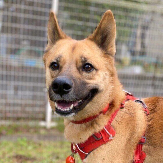 MIXの茶豆ちゃん