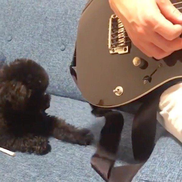 かまってほしいトイ・プードル