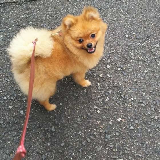 お散歩するポメラニアン
