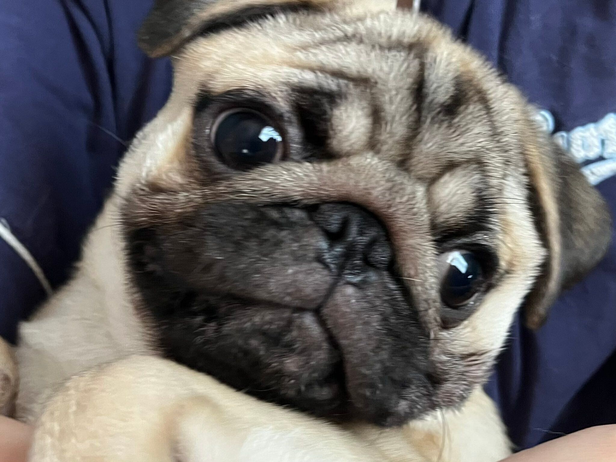 生後7カ月のパグ