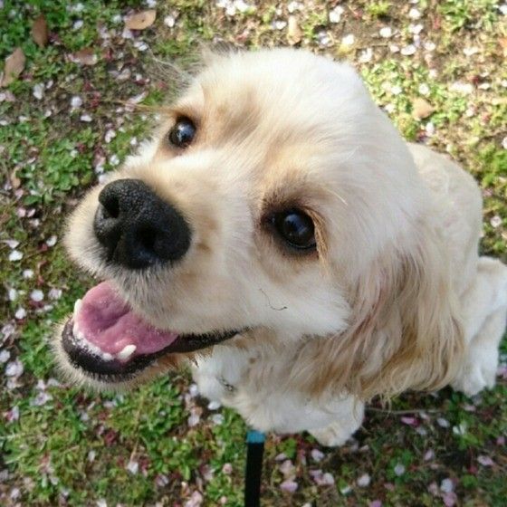 見上げるアメリカン・コッカー・スパニエル