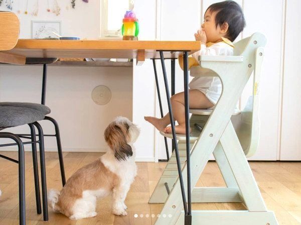 仲良しなシー・ズーと女の子