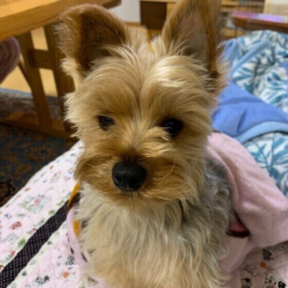 寒い時期に必要な犬の寒さ対策とお手入れのコツ 室内でも要注意 いぬのきもちweb Magazine 寒い時期に必要な犬の寒さ対策とお手入れのコツ 室内でも要注意 いぬのきもちweb Magazine