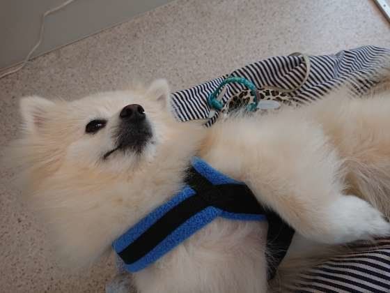 待合室でもヘソ天だよ！