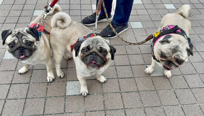 お散歩中の愛犬たちの様子 かわいすぎる