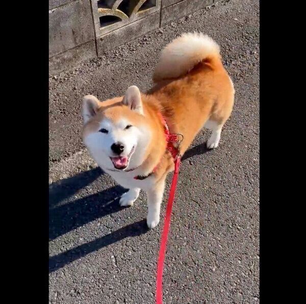 笑顔でお散歩するまるちゃん