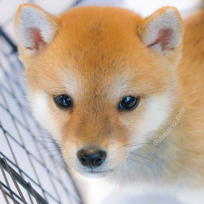 子犬時代たろのしゅけくん