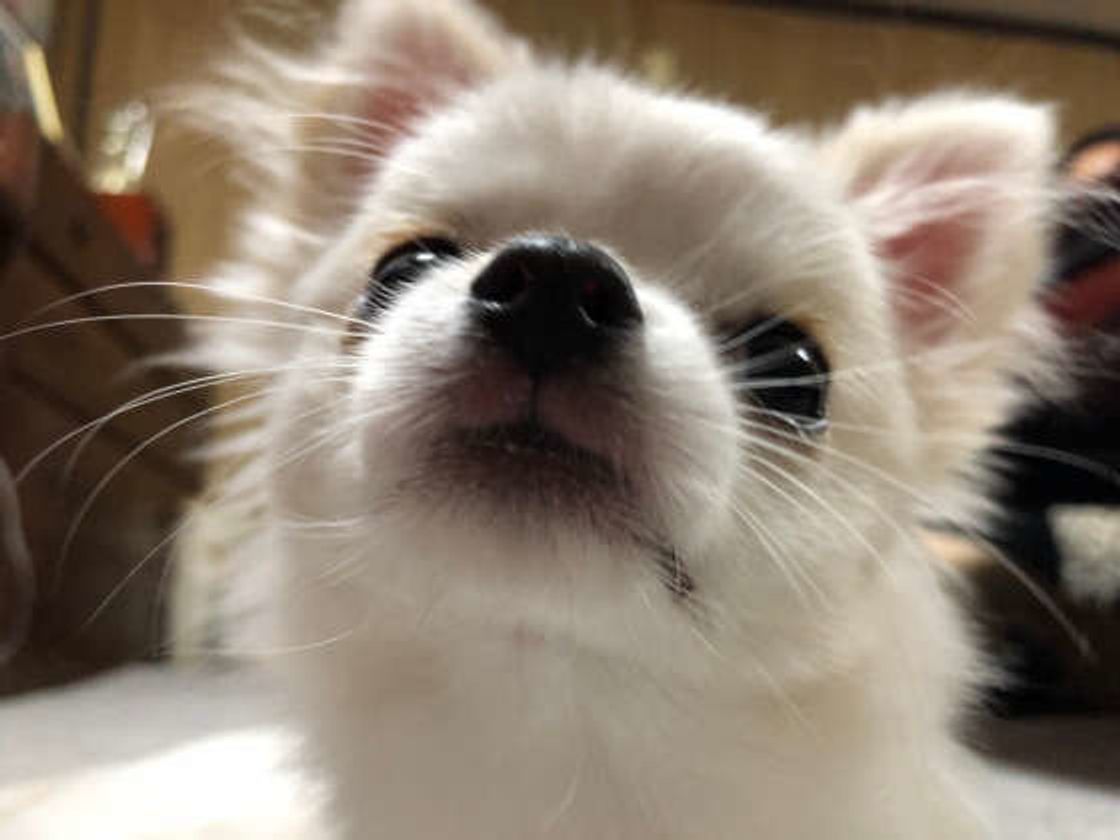 なぜ犬は撫でられると喜ぶのか 飼い主さん以外の人でも嬉しいもの いぬのきもちweb Magazine なぜ犬は撫でられると喜ぶのか 飼い主さん以外の人でも嬉しいもの いぬのきもちweb Magazine