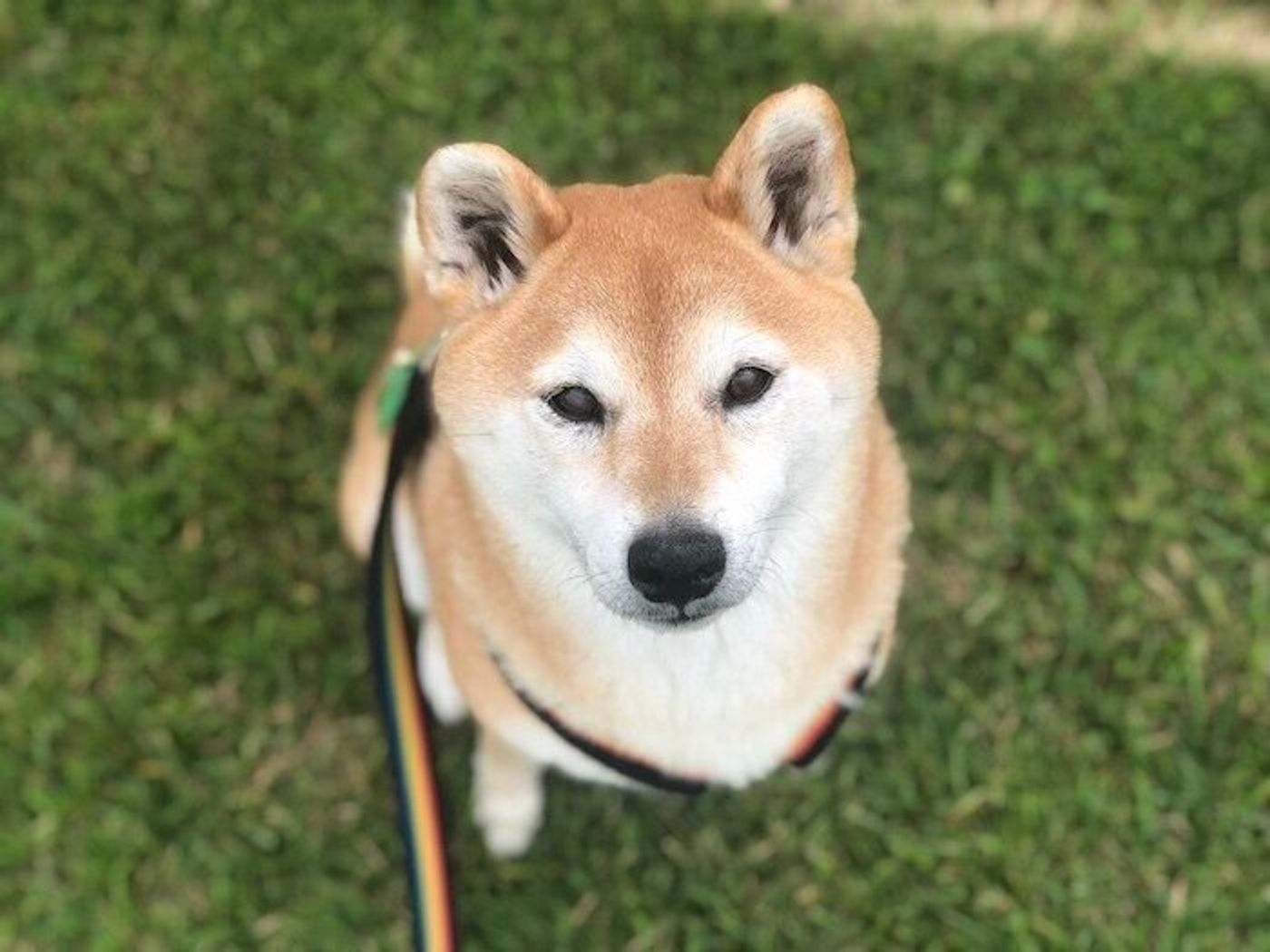 柴犬マロたんの毛が白くなった 一緒に暮らし始めて10年 毎日カワイイ いぬのきもちweb Magazine 柴犬マロたんの毛が白くなった 一緒に暮らし始めて10年 毎日カワイイ いぬのきもちweb Magazine