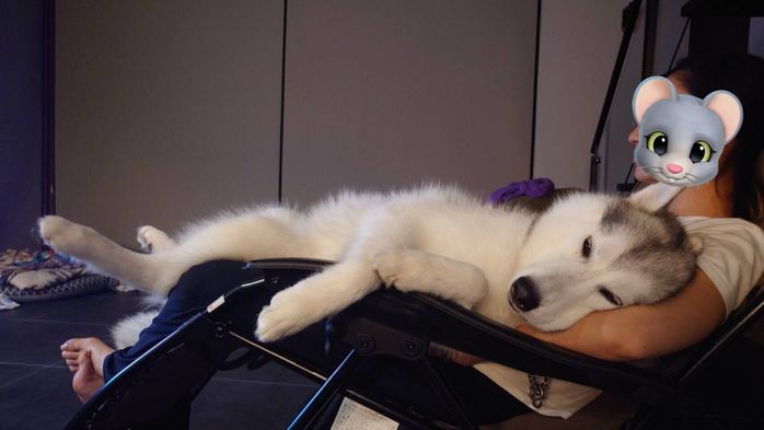 別の日の様子 飼い主さんの上で寝るむっくくん
