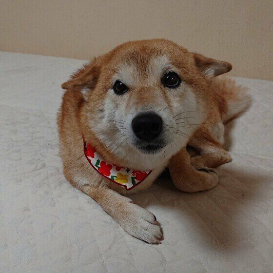 こまち  柴　ヒコーキ耳