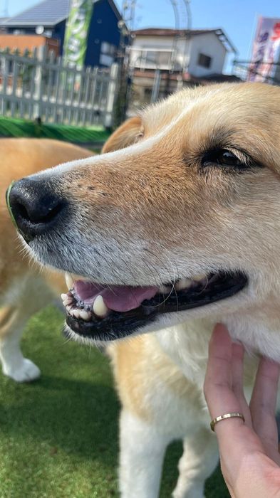 笑っている犬