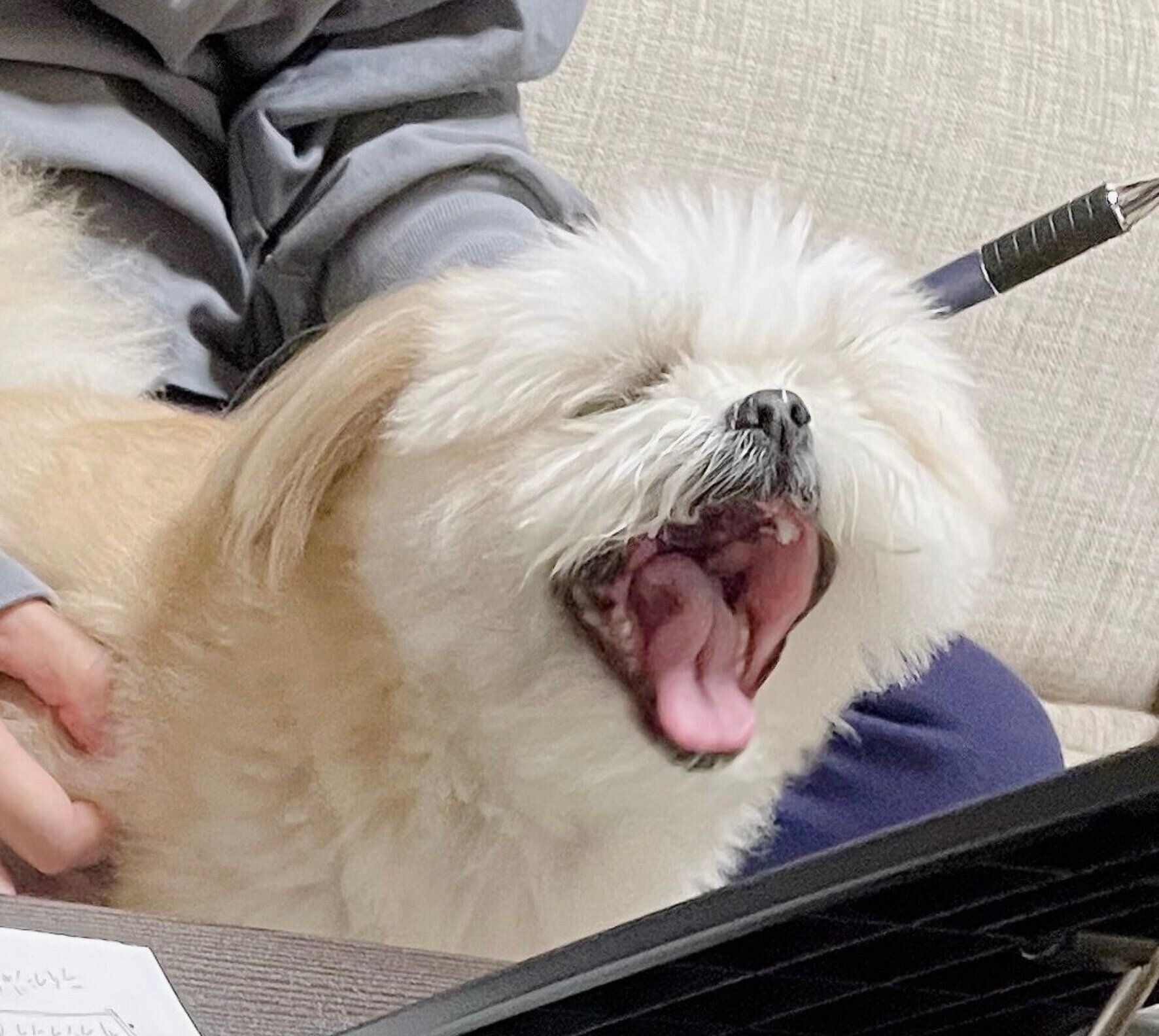 Zoom会議で大笑いをするかのようなミカンちゃん