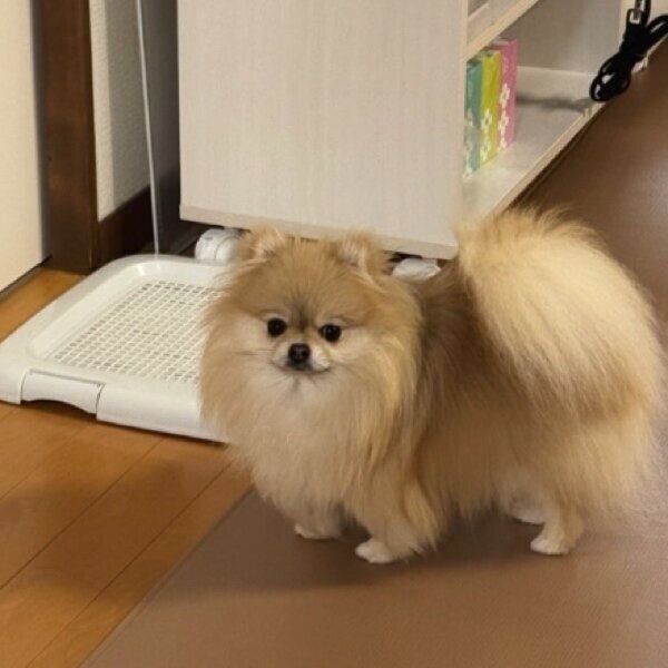 リモート会議中は外で待つなごみちゃん