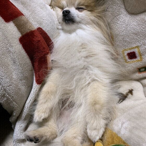 ポメラニアン トムくん