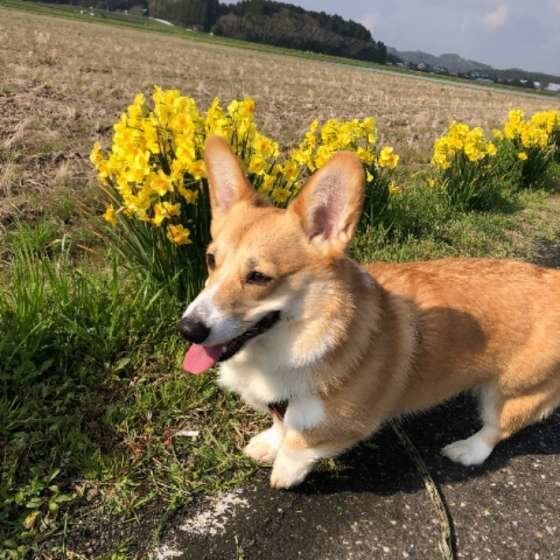 ウェルシュ・コーギー・ペンブローク