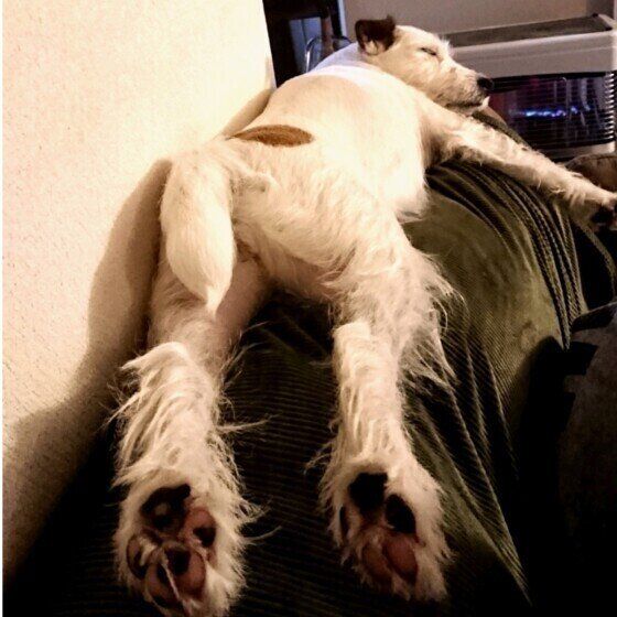 ジャック・ラッセル・テリアのレティちゃん