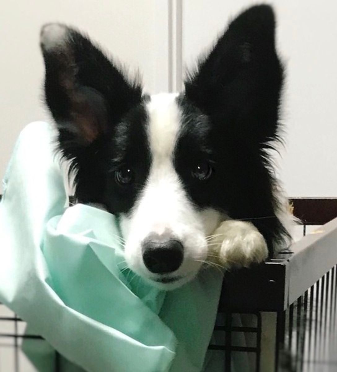 5つの性格別 初心者必見 愛犬をイイコに育てるコツ 子犬編 いぬのきもちweb Magazine 5つの性格別 初心者必見 愛犬をイイコに育てるコツ 子犬編 いぬのきもちweb Magazine