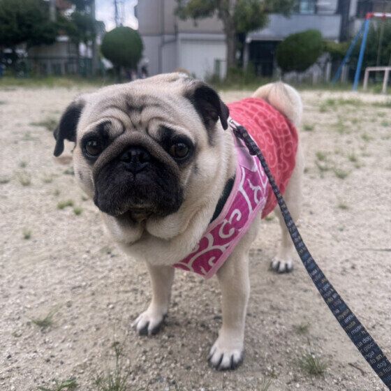 お散歩中のパグちゃん いぬのきもち