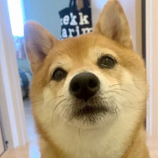 別の犬のニオイを感じた八朔くん