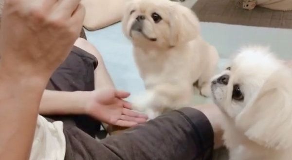 おやつタイムのペキニーズ