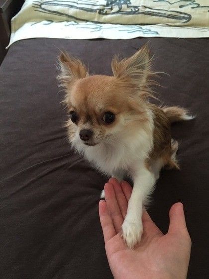 お手をするチワワのティノちゃん