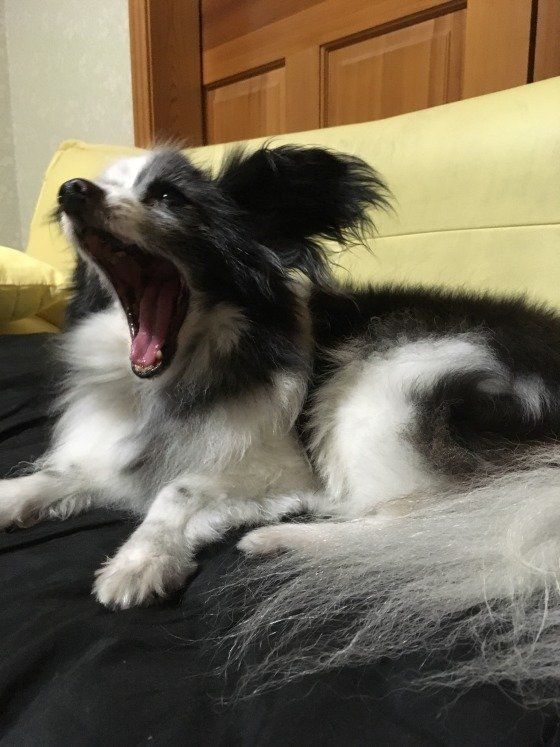 あくびしているパピヨン