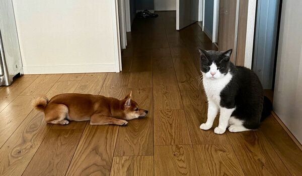 メイちゃんとハクさん