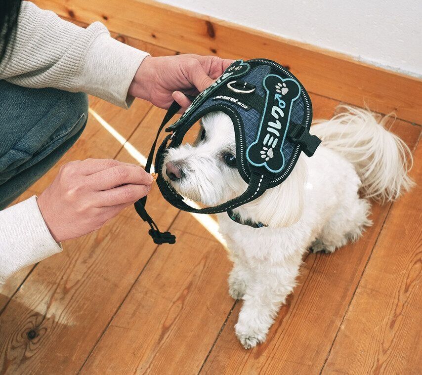 犬を輪に誘導する様子