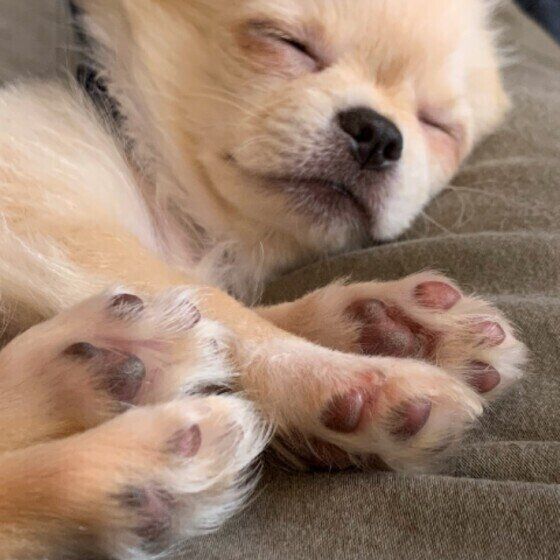 眠るチワワ