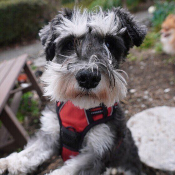  ミニチュア・シュナウザーのみかんちゃん