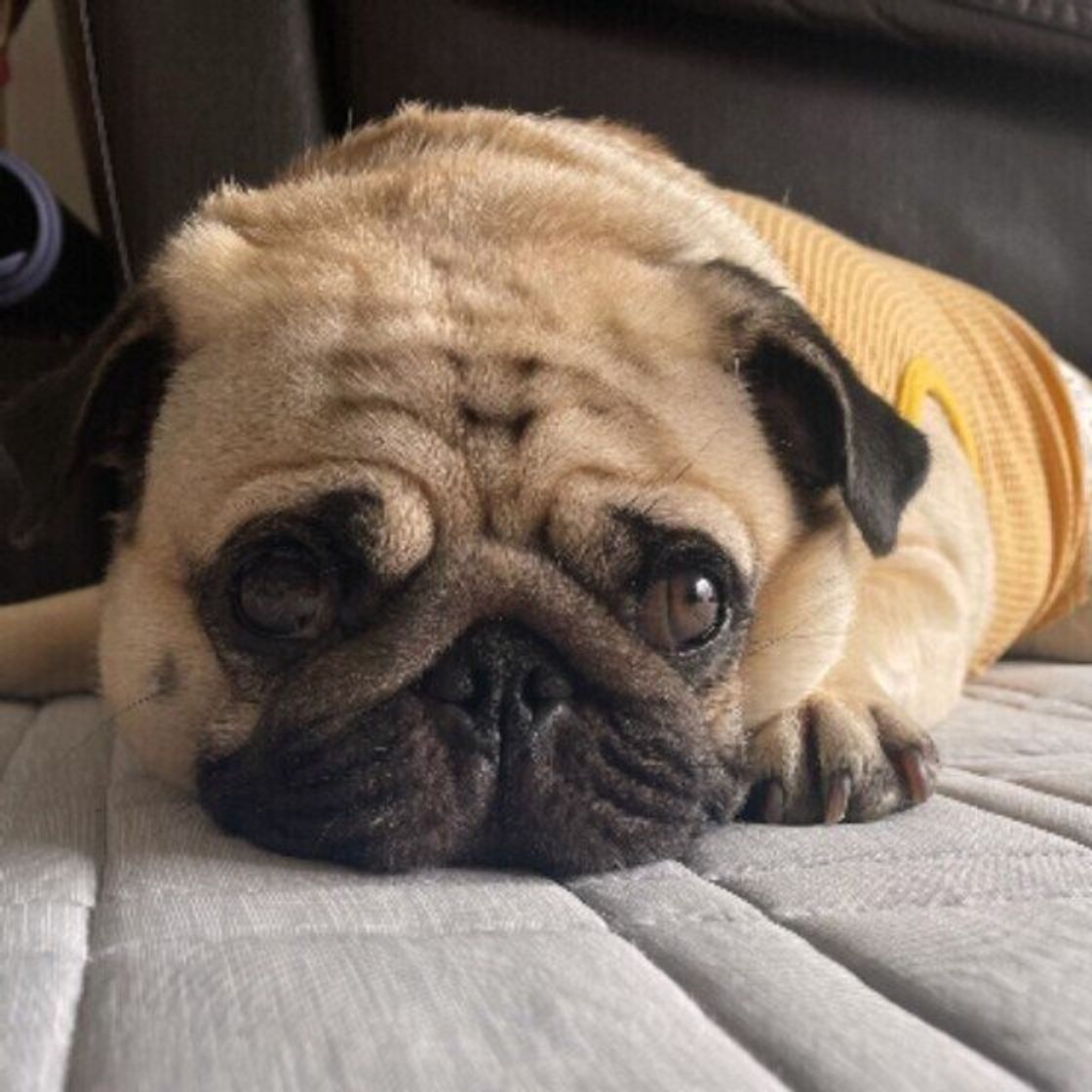 音ストレスを与えないために 犬の好きな音 嫌いな音の傾向を知ろう いぬのきもちweb Magazine 音ストレスを与えないために 犬の好きな音 嫌いな音の傾向を知ろう いぬのきもちweb Magazine