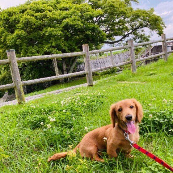 芝生で遊ぶミニチュア・ダックスフンド
