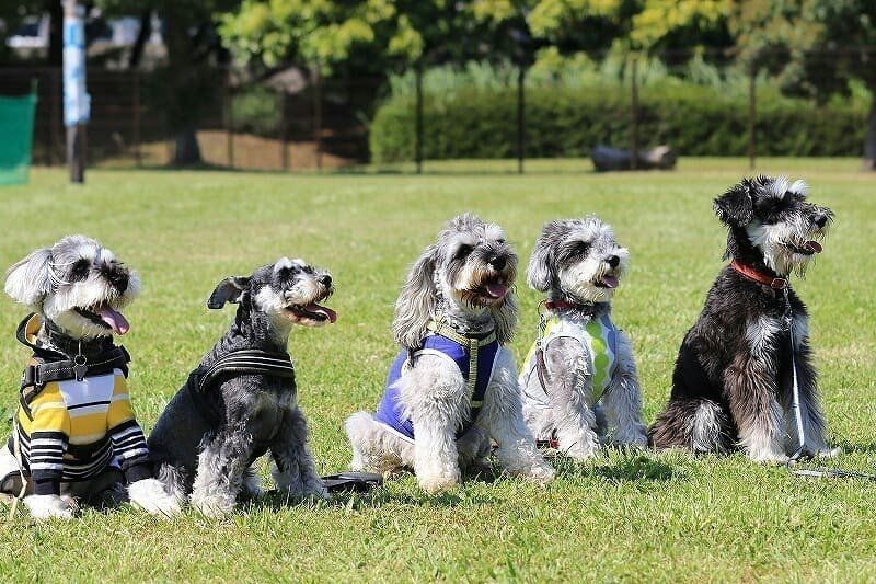 ミニチュア・シュナウザーがたくさん！