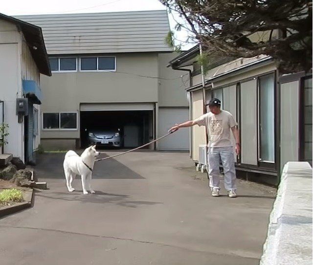 家に入りたくない犬